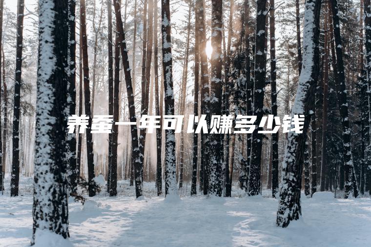养蚕一年可以赚多少钱